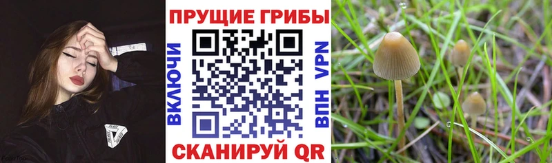 Галлюциногенные грибы мицелий  Артём 